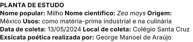 Planta de estudo Nome popular: Milho Nome cient fico: Zea mays Origem: M xico Usos: como mat ria prima industrial e n...