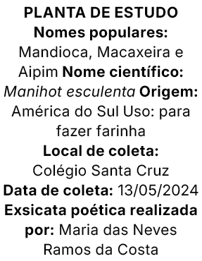 Planta de estudo Nomes populares: Mandioca, Macaxeira e Aipim Nome cient fico: Manihot esculenta Origem: Am rica do S...