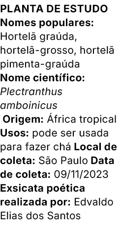 Planta de estudo Nomes populares: Hortel gra da, hortel  grosso, hortel  pimenta gra da Nome cient fico: Plectranthu...